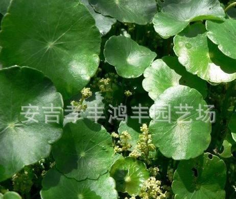 鴻豐園藝供應香菇草、菹草等水生植物，可空運全國發貨