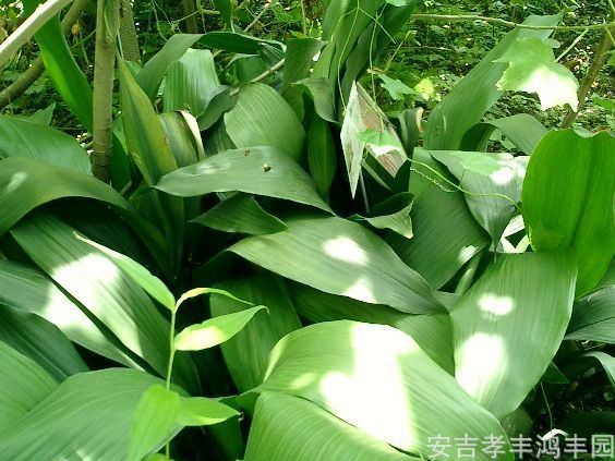 鴻豐園藝大量供應(yīng)一葉蘭蜘蛛抱蛋等地被植物，價(jià)格從優(yōu)