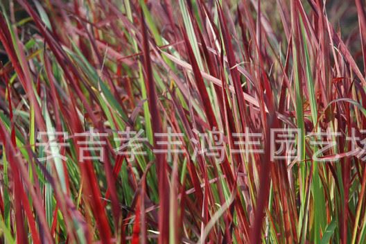 鴻豐園藝大量供應血草、玉帶草等草本植物，價格從優(yōu)