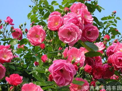 鴻豐園藝供應(yīng)薔薇藤本月季 等藤本植物/ 攀援類地被類植物