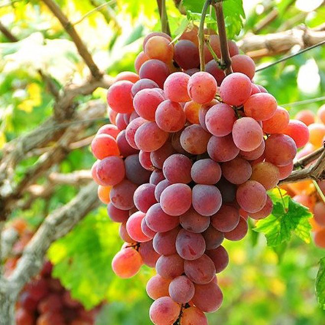 无公害葡萄红富士提子遵义产业带推荐产品贵州遵义特产批发