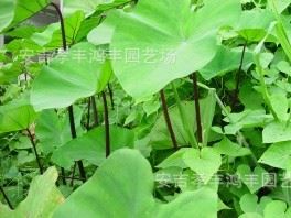 鴻豐園藝供應(yīng)野芋，紫芋等水生植物，地被苗子，竹類，價格從優(yōu)