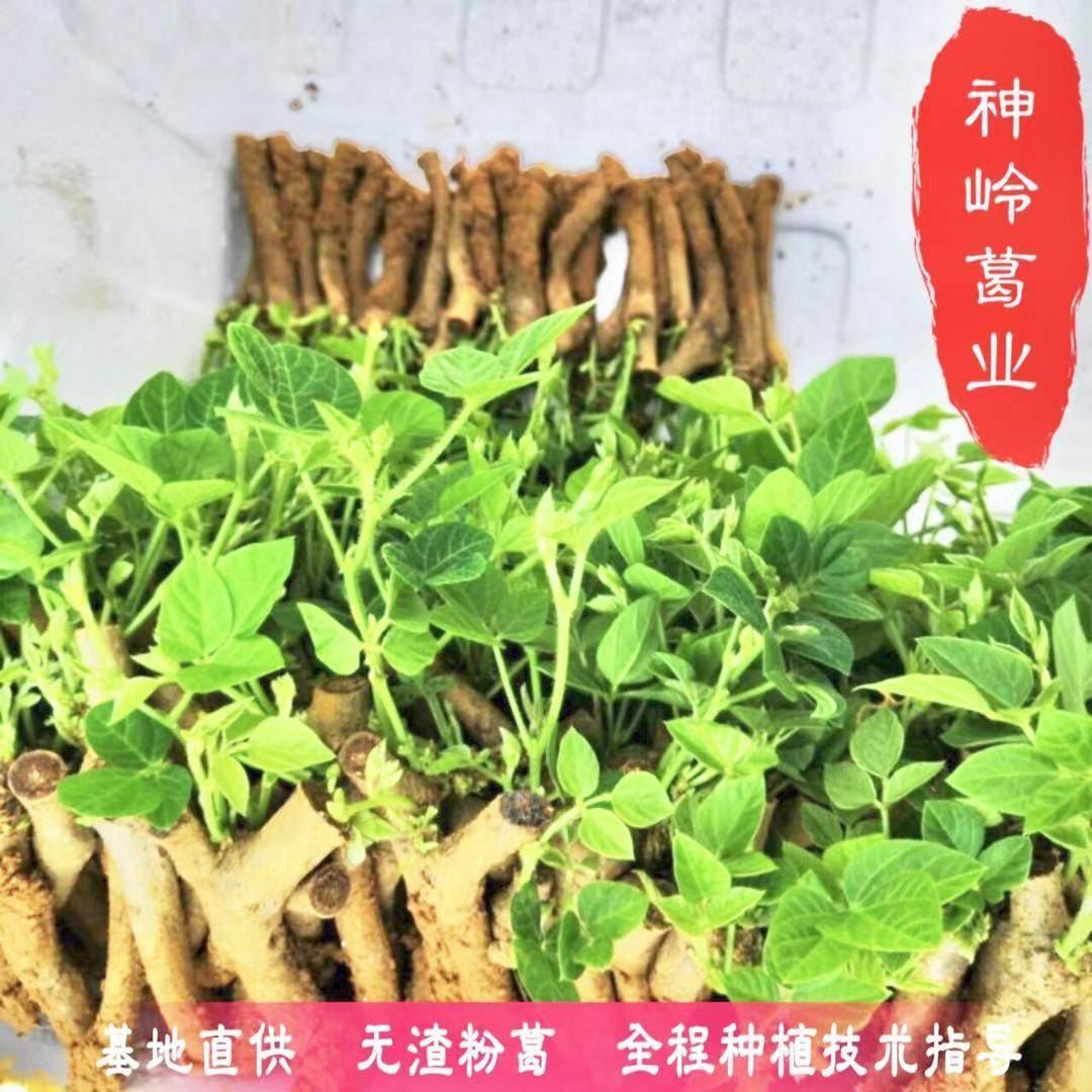 葛根 和平葛根苗 皇金葛根種苗種植苗當年采收葛苗 0代無渣粉葛苗廣西 基地直供 可視頻看貨