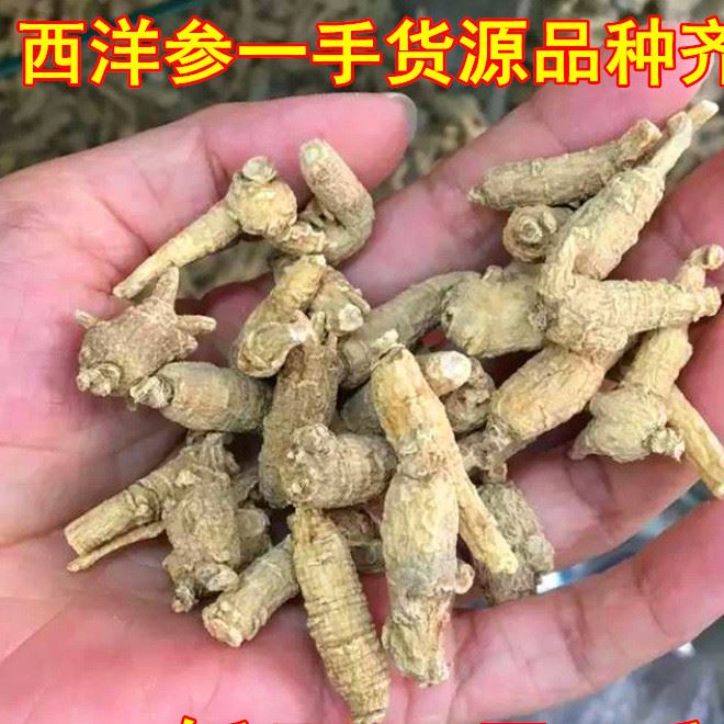 西洋參批發 東北西洋參 花旗參段散裝 滋補保健品西洋參片