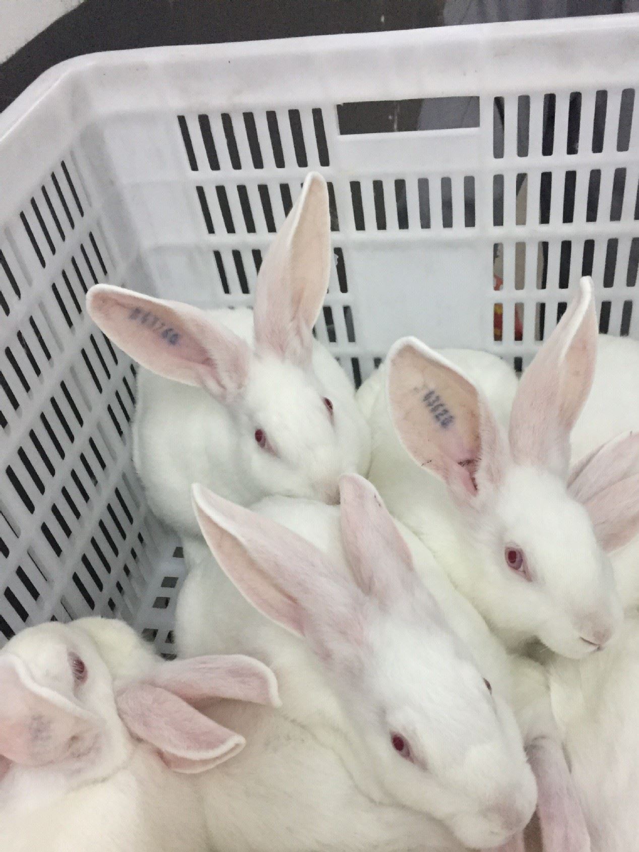 伊拉種兔父母代-母兔-阿興記兔業分公司