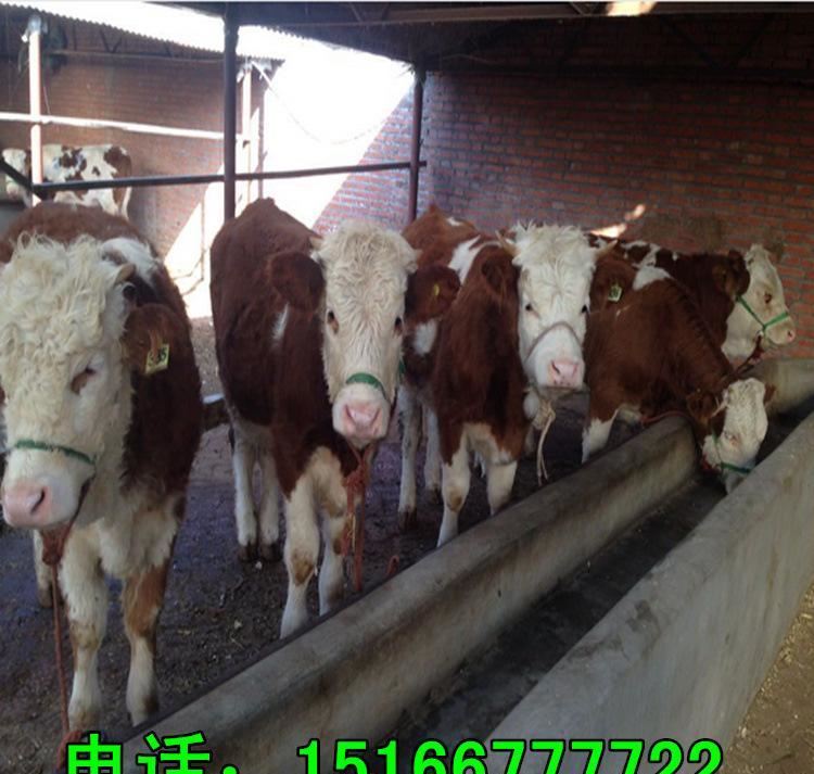 广东小黄牛价格广西肉牛价格大型肉牛养殖场