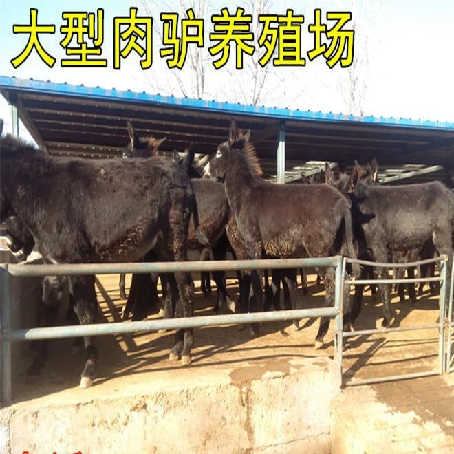 肉驴价格肉驴长势块出肉率高山东恒大肉驴养殖场