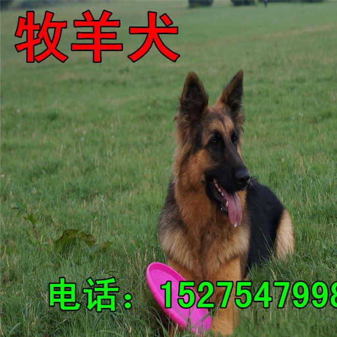 五个月的牧羊犬价格 种德国牧羊犬价格 牧羊犬幼犬养殖场