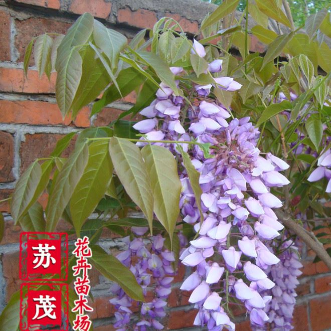 基地直銷藤本植物 紫藤苗 庭院爬藤植物紫藤花苗 多花紫藤樹苗