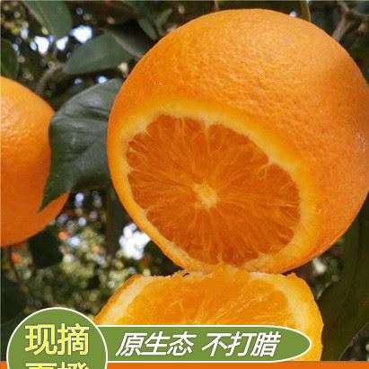 秭歸夏橙 5斤裝 包郵  一件代發(fā)