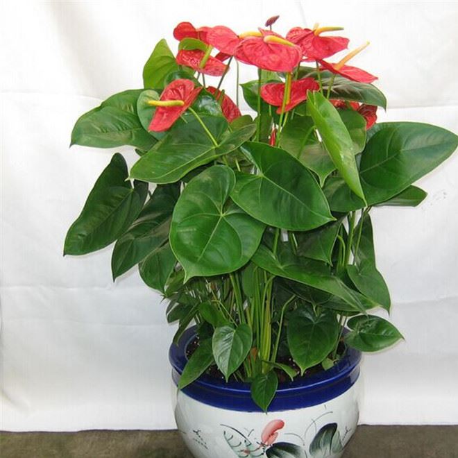 紅掌綠植盆栽樹(shù)粉掌花卉室內(nèi)綠色水培植物陽(yáng)臺(tái)辦公室桌面盆景