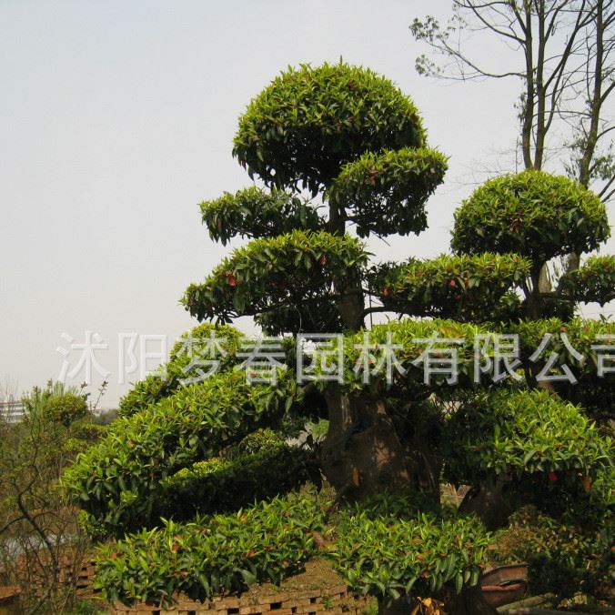 供應(yīng)庭院造型樹(shù)羅漢松 羅漢松大樹(shù)盆景植物 綠化濕地風(fēng)景樹(shù)