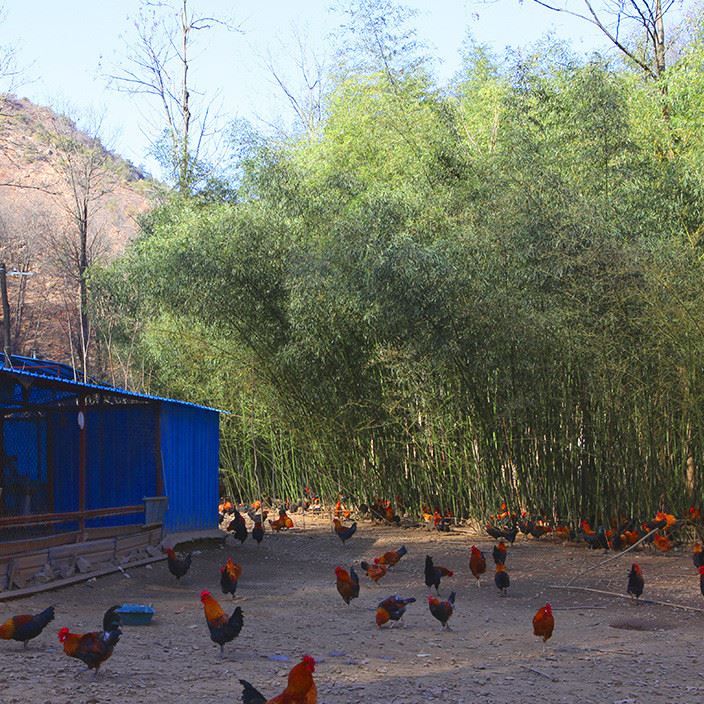 綠殼蛋土雞 土雞苗 麻羽三黃雞 蛋雞肉雞散養(yǎng)雞高山放養(yǎng) 冰鮮雞