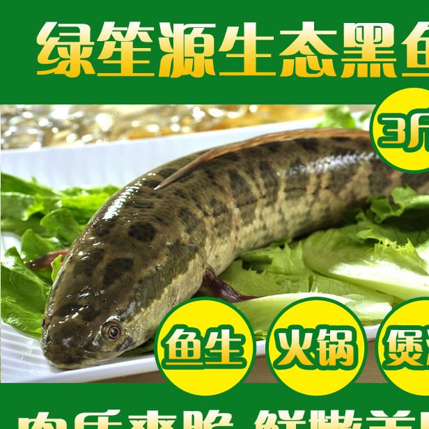 生態黑魚仿野生生魚鮮活水產淡水魚脆魚量大優惠2.5-3.5斤