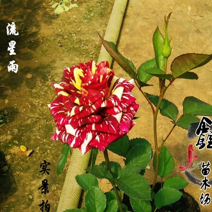 批發(fā)：庭院盆栽花卉月季花，藤本月季，品種月季，流星雨月季花苗