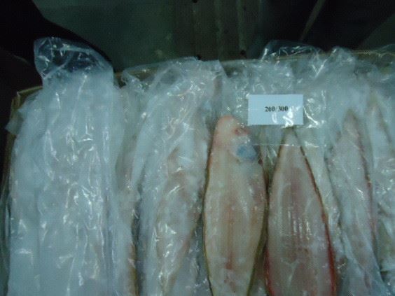 印度龍利魚 INDIA SOLE FISH