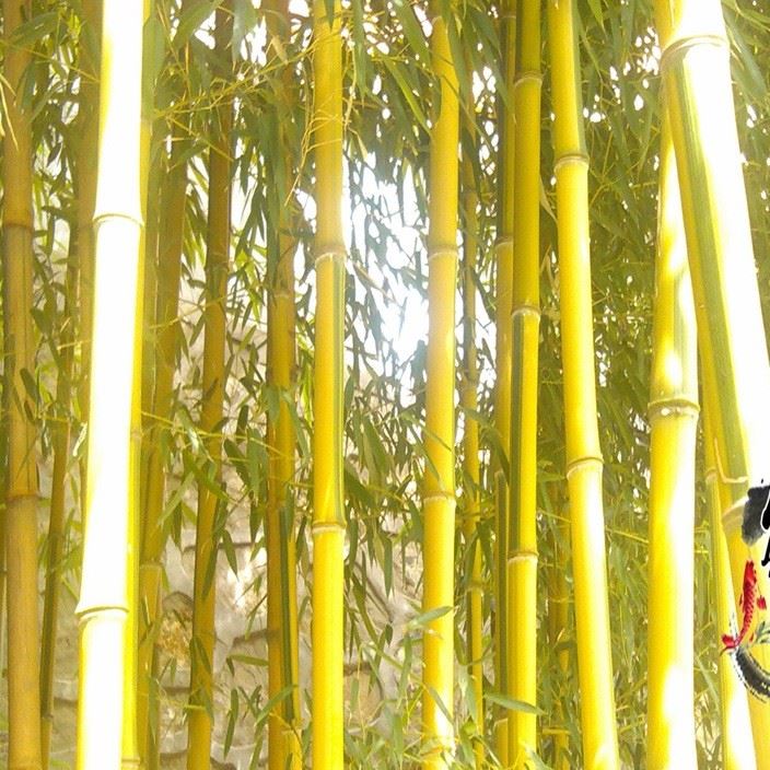 出售庭院绿化用竹子金镶玉竹苗金镶玉竹可盆栽庭院青竹