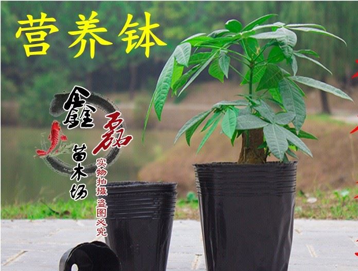 厂家直销 黑色塑料营养钵 育苗袋 营养杯  种植盆 花盆