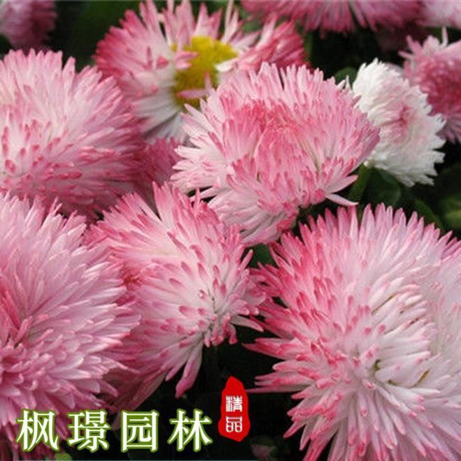 供應(yīng)多種草花種子 大型花海定制 雛菊草花種子批發(fā) 芽率高