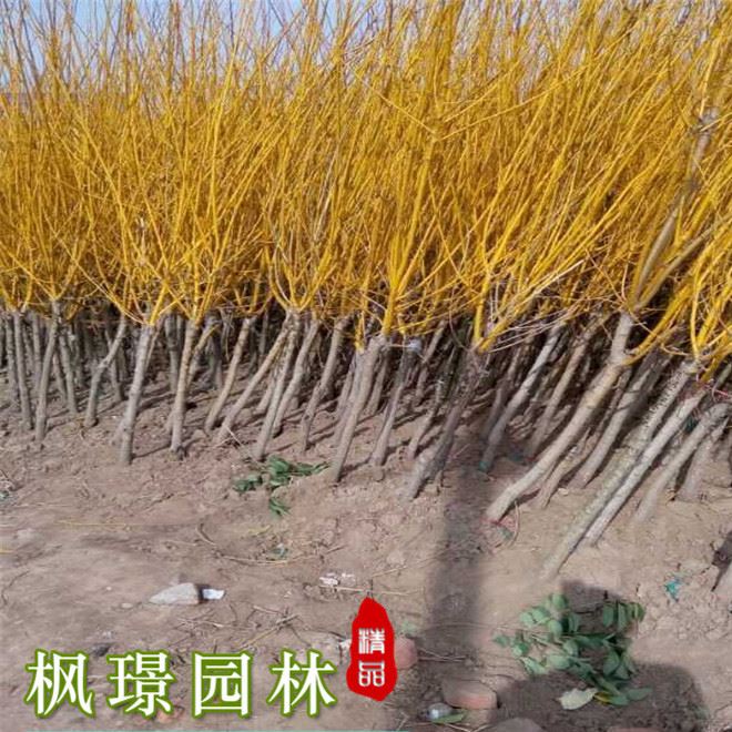 基地黃金槐樹批發 高嫁黃金槐 園林工程綠化苗木 小區行道樹木