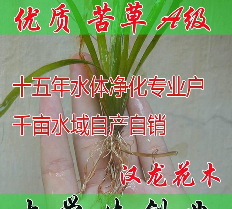 水生植物 矮生刺苦草 綠化 室內(nèi)水體綠化 面條 龍須 扁擔(dān)