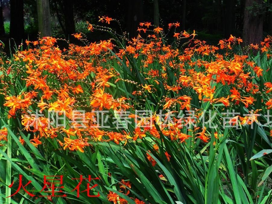 供应火星花 火星花苗 别名雄黄兰 花卉苗木 火星花基地 量大从优