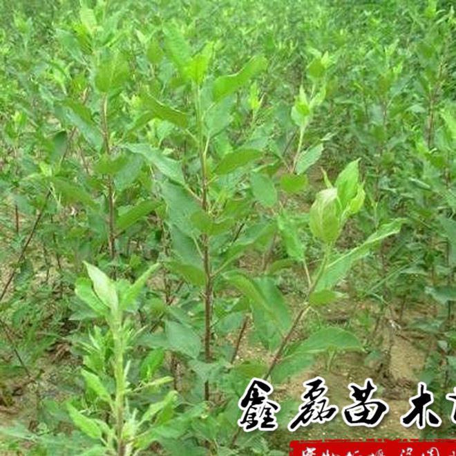蘋果小苗 紅肉蘋果 果樹苗 富紅士蘋果 蘋果價格 可盆栽基地發貨