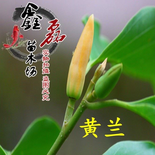 批發(fā)白蘭花苗 黃角蘭 黃蘭 濃香型庭院小區(qū)植物盆栽包郵