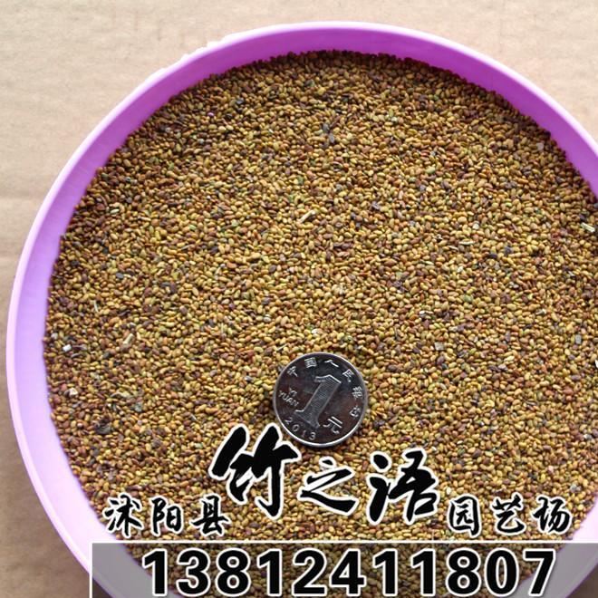 草花种子销售 品种多 紫花苜蓿草种批发 量大优惠  地被草花种子