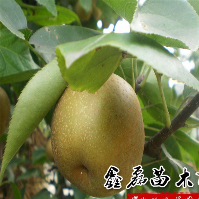 果樹苗南方品種李子果樹苗三華李苗晚熟三華李子果苗當(dāng)?shù)噩F(xiàn)挖