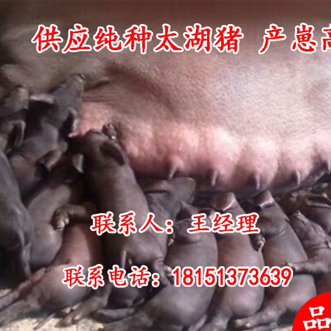 太湖豬種太湖豬 產(chǎn)仔高太湖母豬 豬苗 仔豬 太湖豬價格