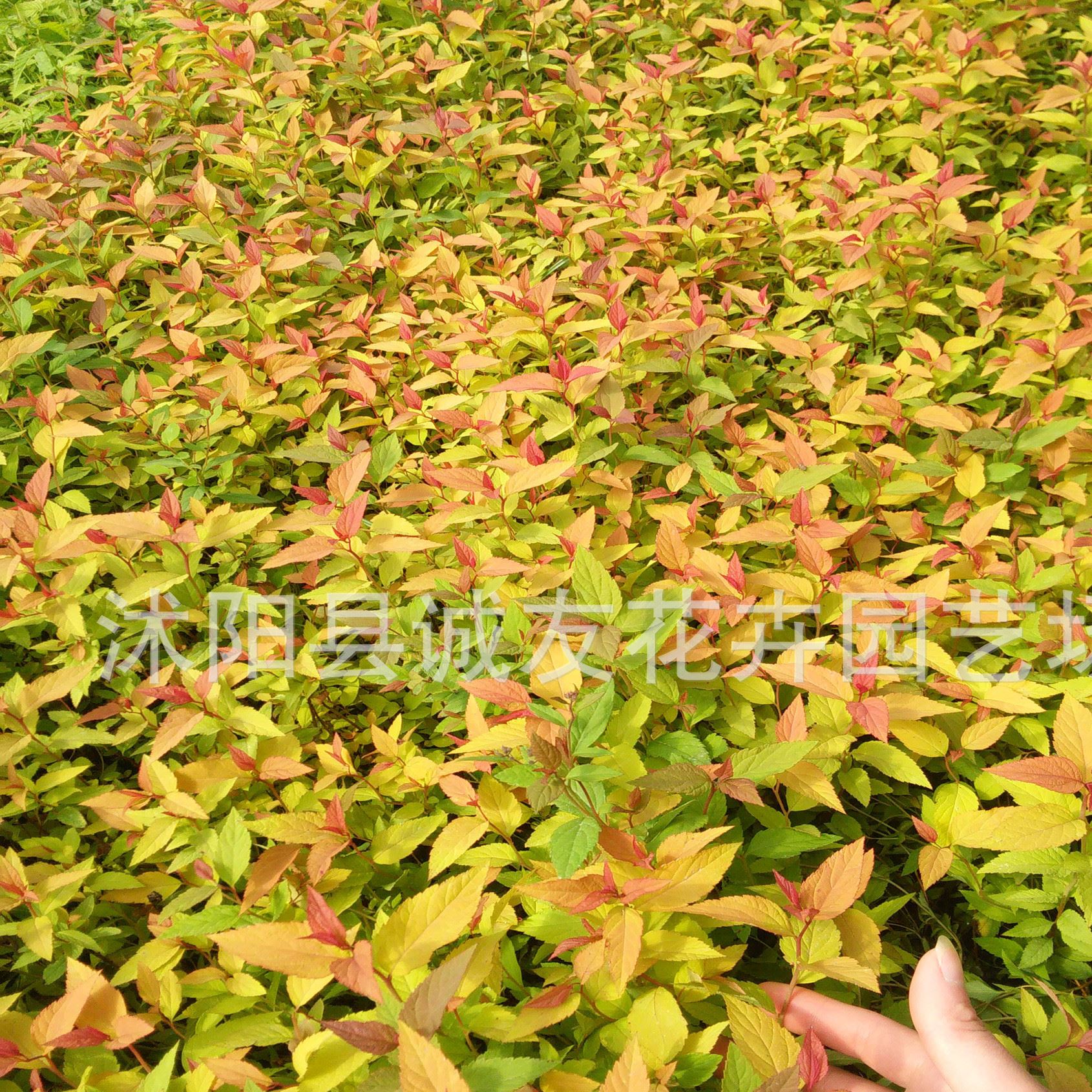 大量批發(fā)灌木金山繡線菊 金焰繡線菊 柳葉繡線菊 工程綠化苗木