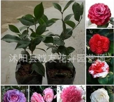批發 茶花樹苗 2年苗 花卉 花苗 盆栽 當年可開花