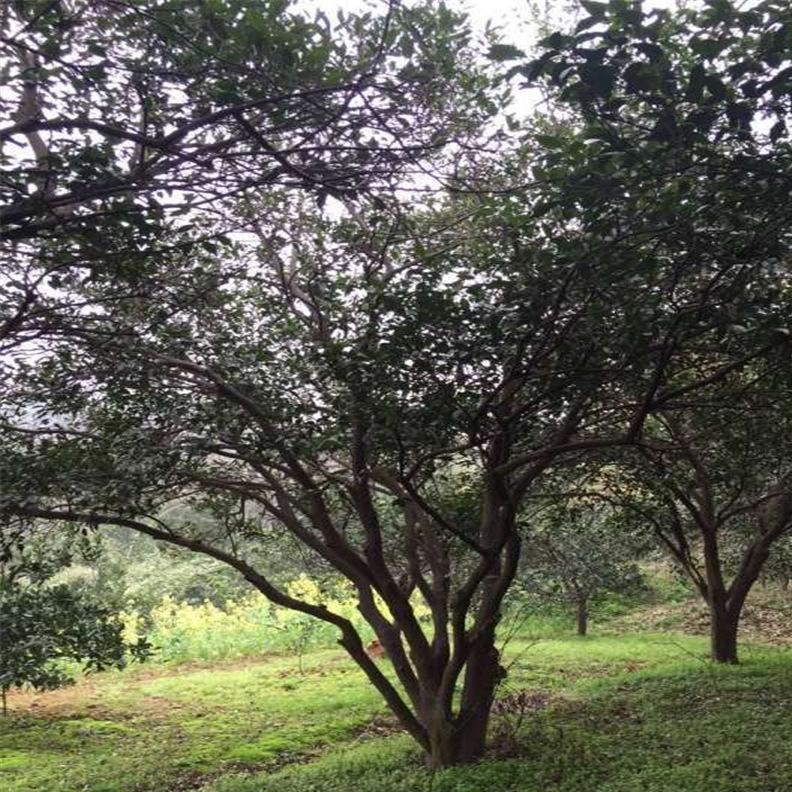 叢生野生移栽香櫞，歡迎實地看苗