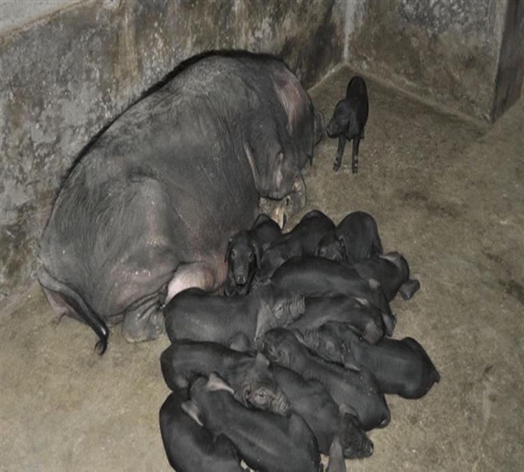 豬肉五花肉豬板油豬排豬尾巴冷凍豬腦豬大腸大排松板肉