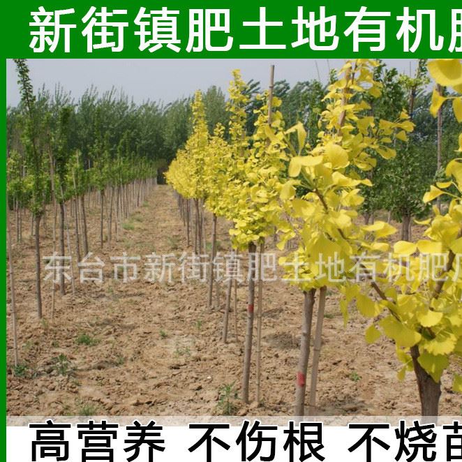 銀杏小苗 規(guī)格 批發(fā)綠化苗木 銀杏苗 廠家直銷2