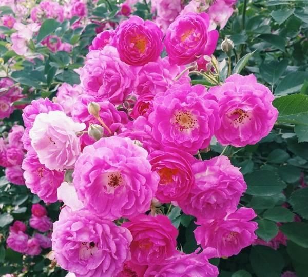 批發(fā)多花薔薇花苗 薔薇 爬藤薔薇薔薇科薔薇苗盆栽花卉