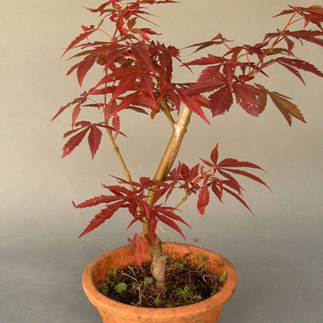 盆栽黄金枫 日本红枫盆景 树桩红枫盆栽 红枫苗 成型盆景苗