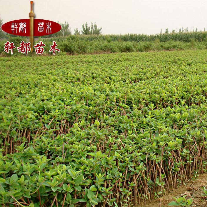 基地批發(fā) 藤本植物 金銀花苗 金銀花樹苗 忍冬 樹苗 量大從優(yōu)