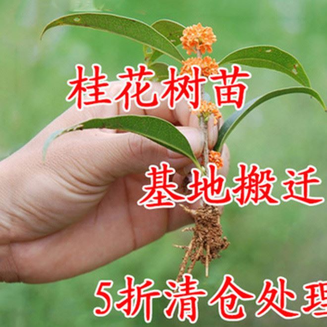 桂花樹苗 實生桂花小苗 桂花盆栽 地栽苗 四季桂金桂丹桂沉香桂