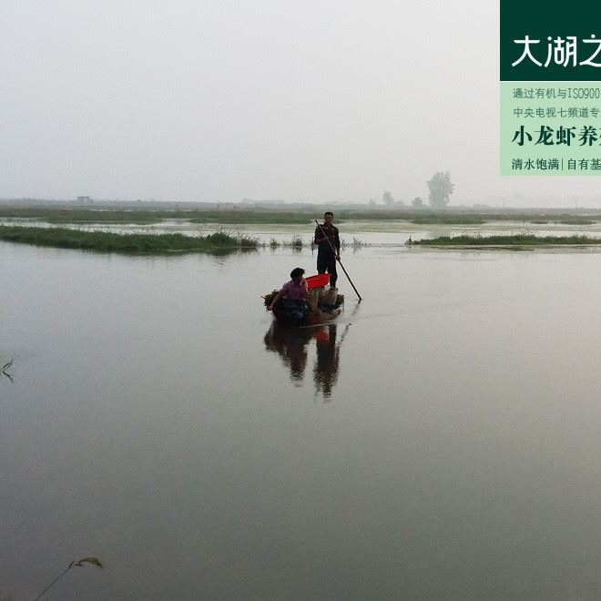 7-9錢(qián) 大紅 大湖淡水龍蝦批發(fā) 湖北蓮子湖生態(tài)農(nóng)業(yè)基地  清水白腮