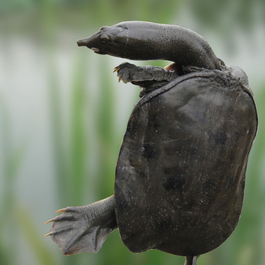湖北野生甲魚批發(fā) 蓮子湖野生甲魚 單只批發(fā) 量大從優(yōu)
