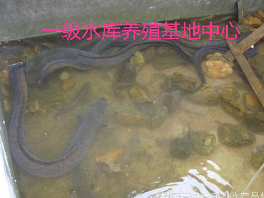 野生鮮活鰻魚水產品大量出售 一級水庫基地養(yǎng)殖 面積廣闊