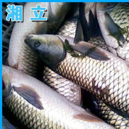 新品 各種水庫(kù)土特產(chǎn)青魚(yú) 淡水水產(chǎn)鮮活青魚(yú)