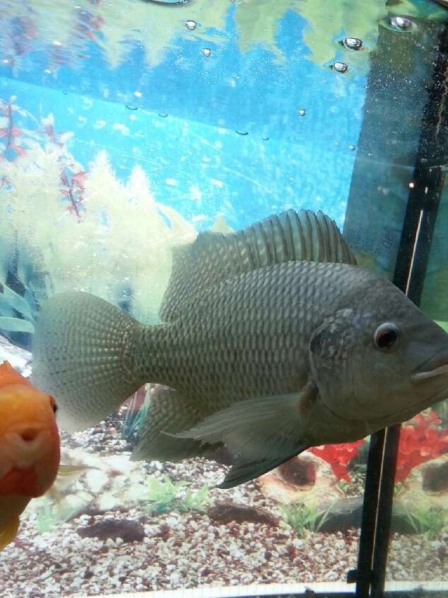 無養(yǎng)殖綠色生態(tài)產(chǎn)品-臺灣鯛！臺灣品種！廠家直銷