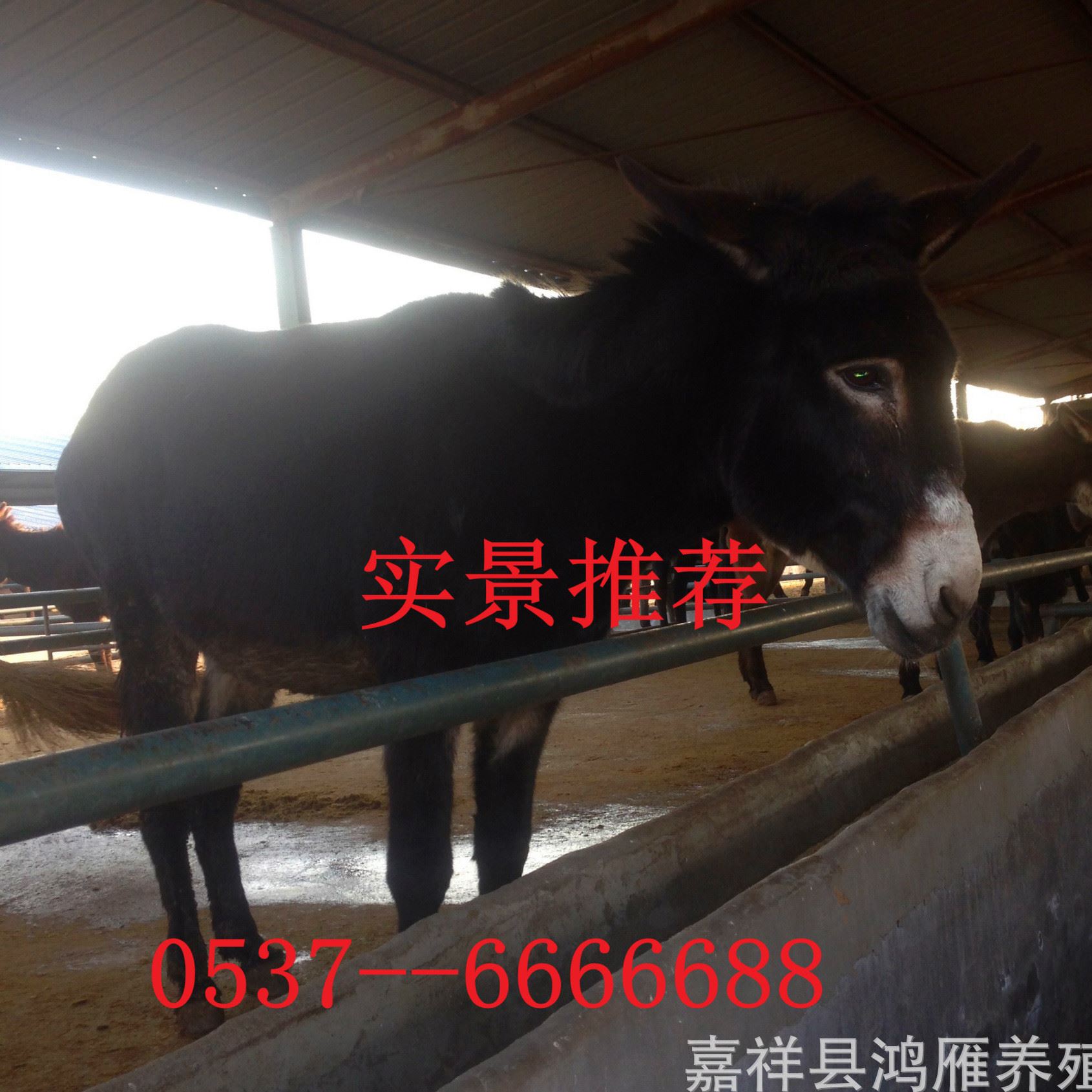 供應(yīng)德州驢 三粉驢 烏頭驢 關(guān)中驢 免費(fèi)提供全面的養(yǎng)殖技術(shù) 舉報(bào)