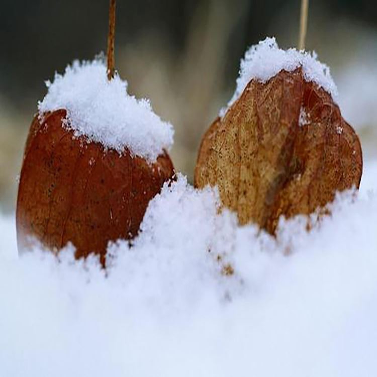 人造雪粉圣誕節(jié)水變雪仿真雪粉影樓攝影diy布景假雪花櫥窗影視商場布置雪景