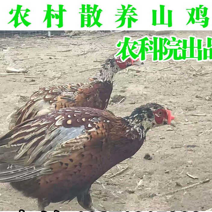 養(yǎng)殖場(chǎng)供應(yīng)大批家養(yǎng)山雞 雜糧喂養(yǎng)活雞肉質(zhì)鮮美不柴 散養(yǎng)活山雞